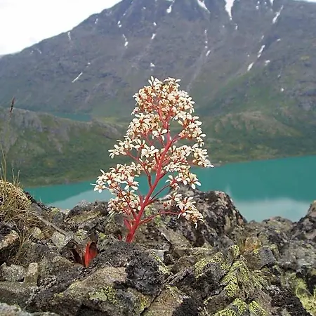 Hotel Fjellstue Og