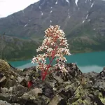 Fjellstue Og